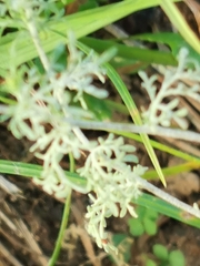 Erysiphe cruciferarum