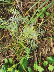 Erysiphe cruciferarum