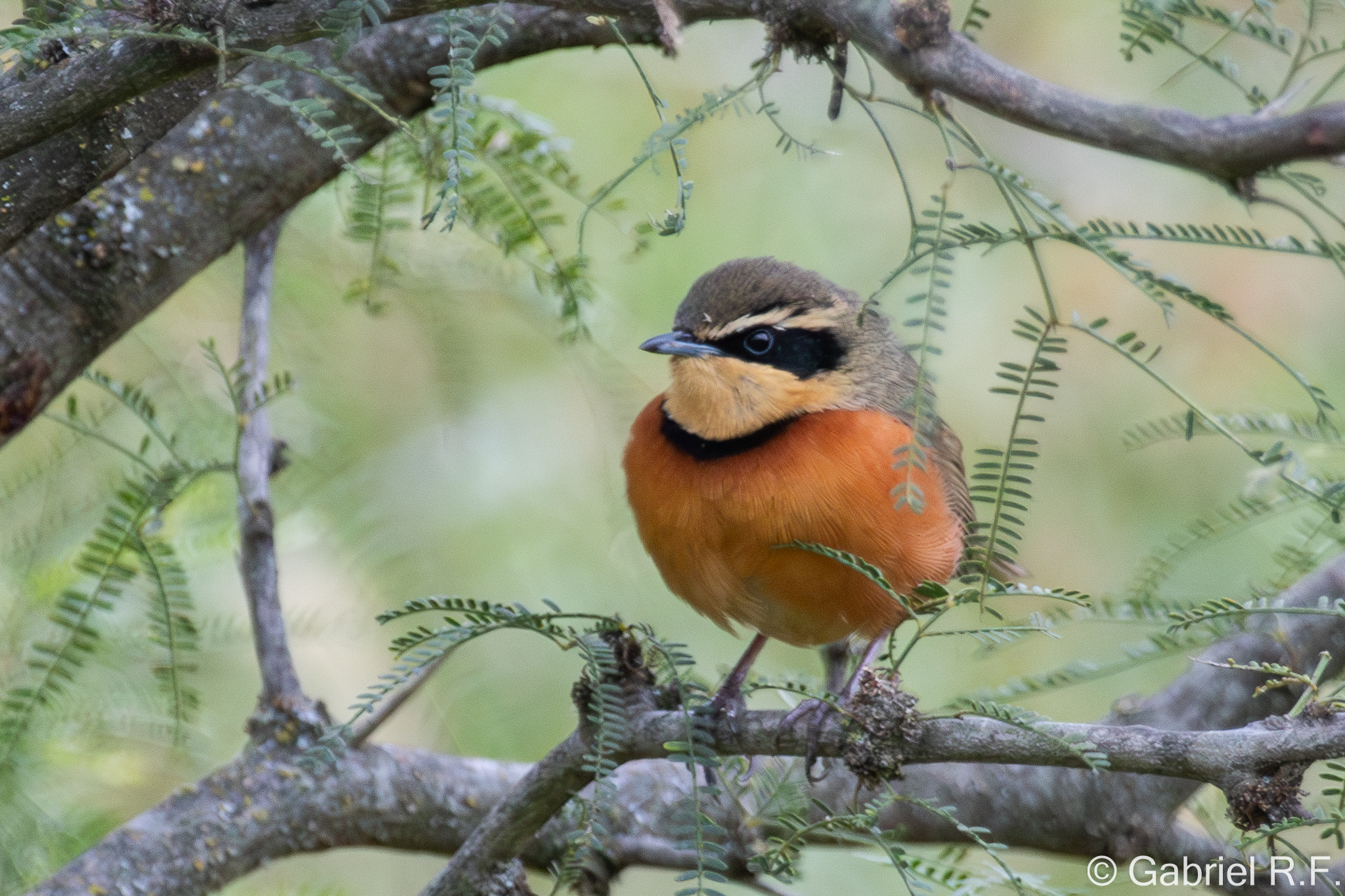 Olive-crowned Crescentchest (Melanopareia maximiliani), photo 4