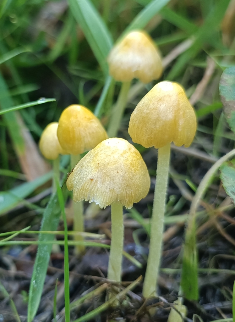 Bolbitius titubans · April 2025 · photo: © jonas75444 (iNaturalist, cc-by)