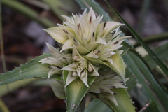 Orthophytum foliosum