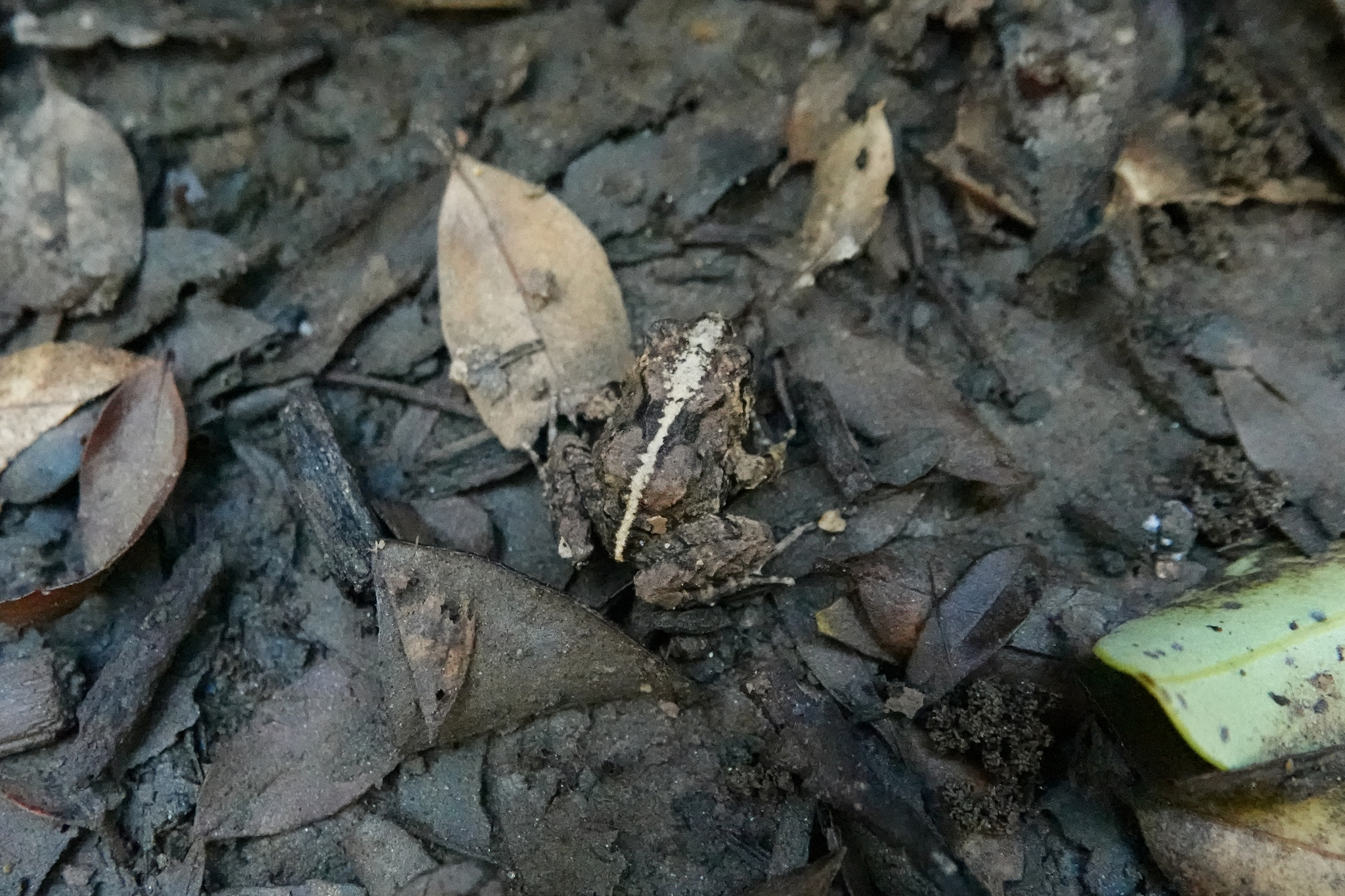 Eupsophus vertebralis Grandison, 1961