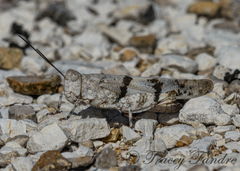 Trimerotropis pistrinaria