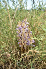 Phelipanche arenaria