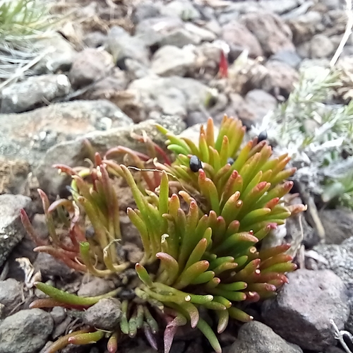 Oregon Bitter-root seedling