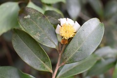 Camellia kissii