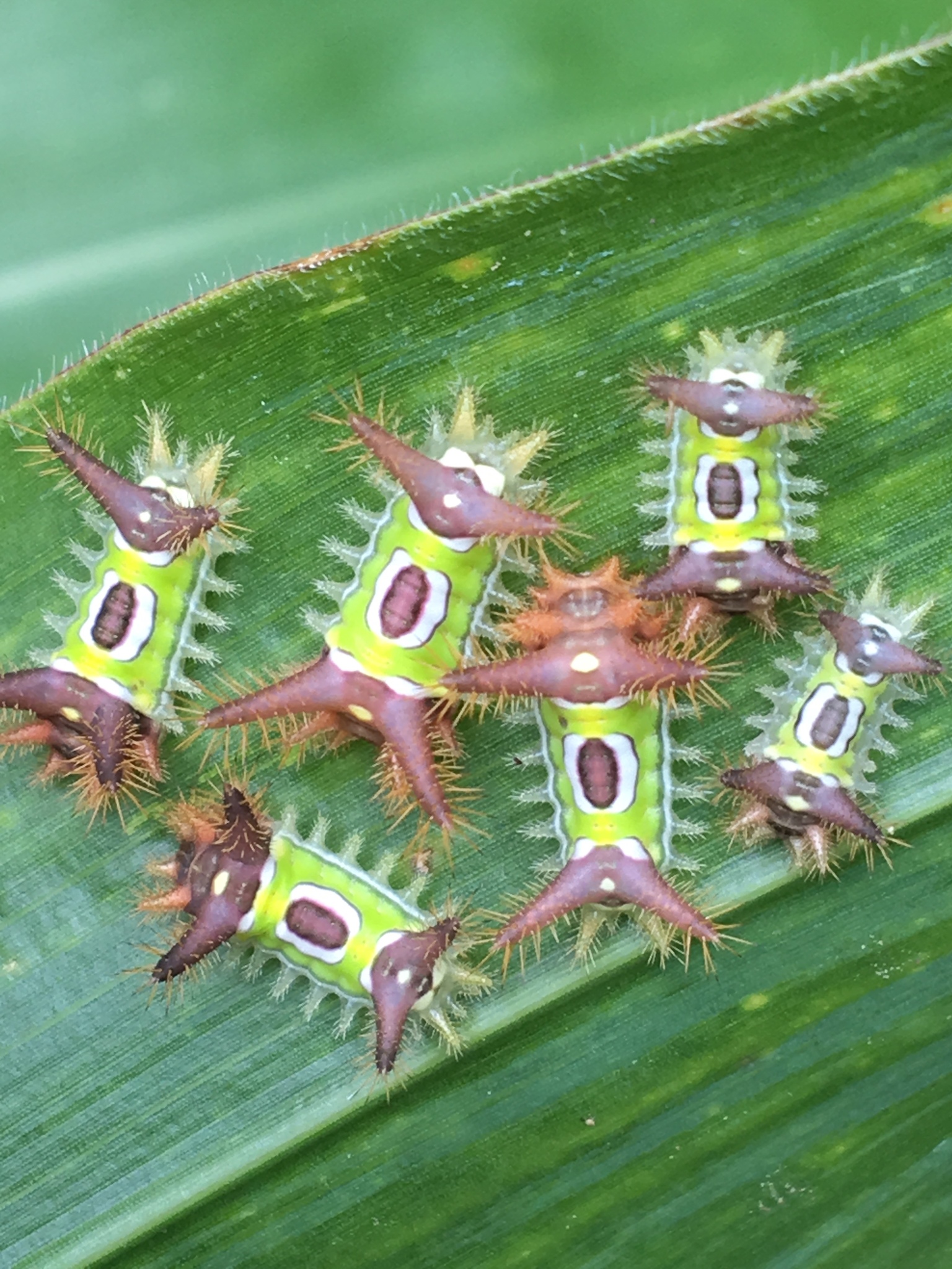 Photos of Saddleback Caterpillar Moth (Acharia stimulea) · iNaturalist