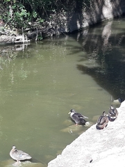 Anas platyrhynchos domesticus