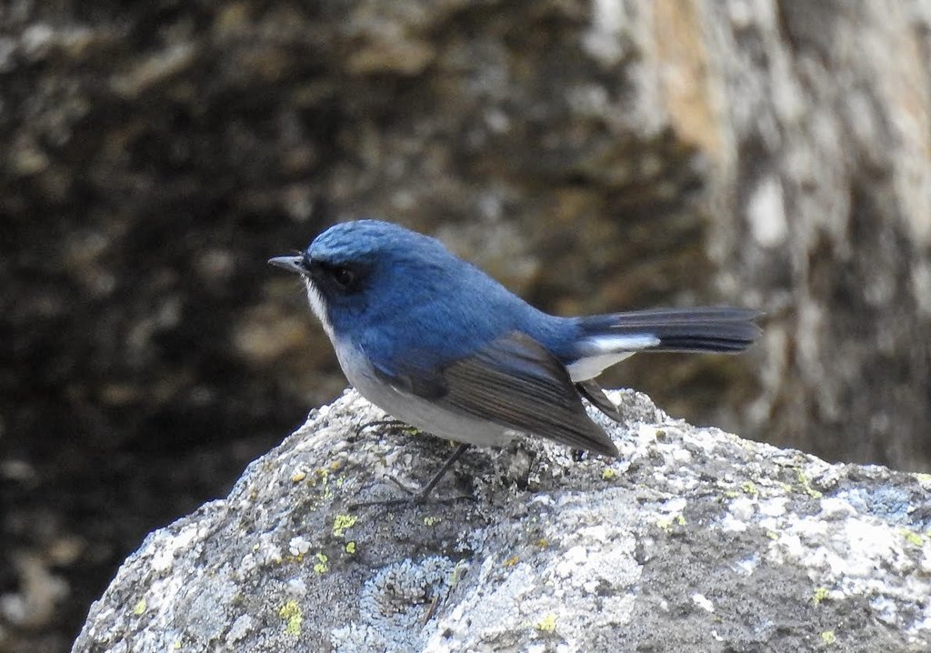 Slaty-Blue Flycatcher