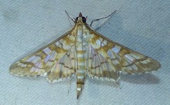 Epipagis fenestralis