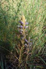Phelipanche arenaria