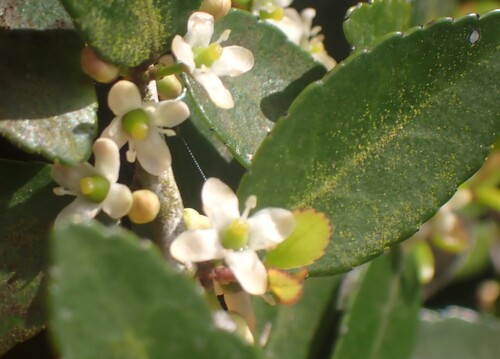 Yaupon (Ilex vomitoria)