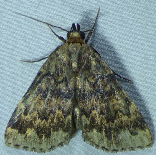 Toothed Idia Moth photo 2