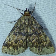 Idia denticulalis