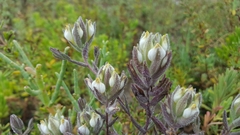 Chloropyron maritimum maritimum