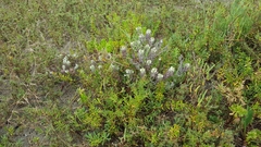 Chloropyron maritimum maritimum