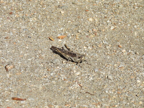 iNaturalist observation photo of Gray Bird Grasshopper