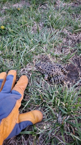 Northern Crawfish Frog photographed in Kansas