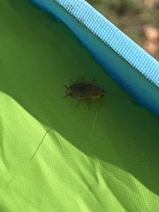 Ectobius lapponicus