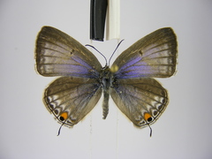 Euchrysops barkeri