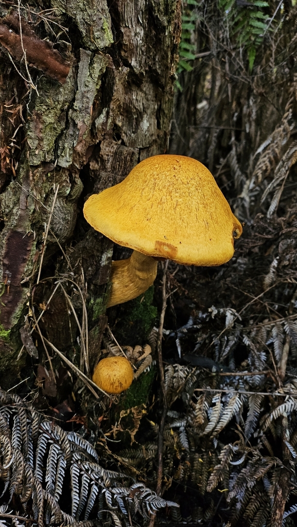Gymnopilus junonius · April 2025 · photo: © charliethomas (iNaturalist, cc0)
