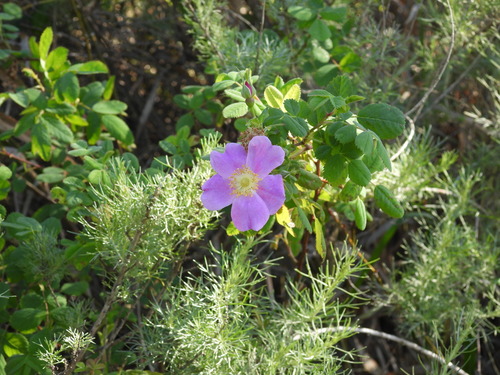 iNaturalist observation photo of California Wild Rose