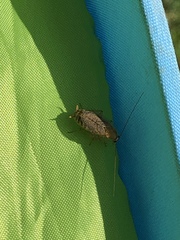 Ectobius lapponicus