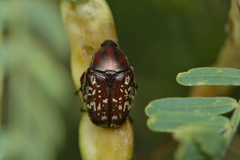 Euphoria leucographa