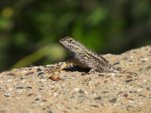 iNaturalist observation photo of Western Fence Lizard