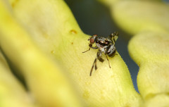 Dyscrasis hendeli
