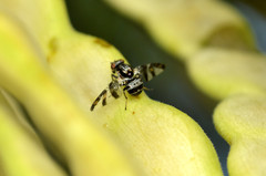 Dyscrasis hendeli