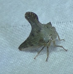 Glossonotus acuminatus