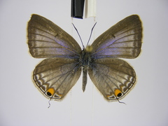 Euchrysops barkeri