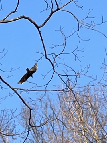 Turkey Vulture photographed in Iowa