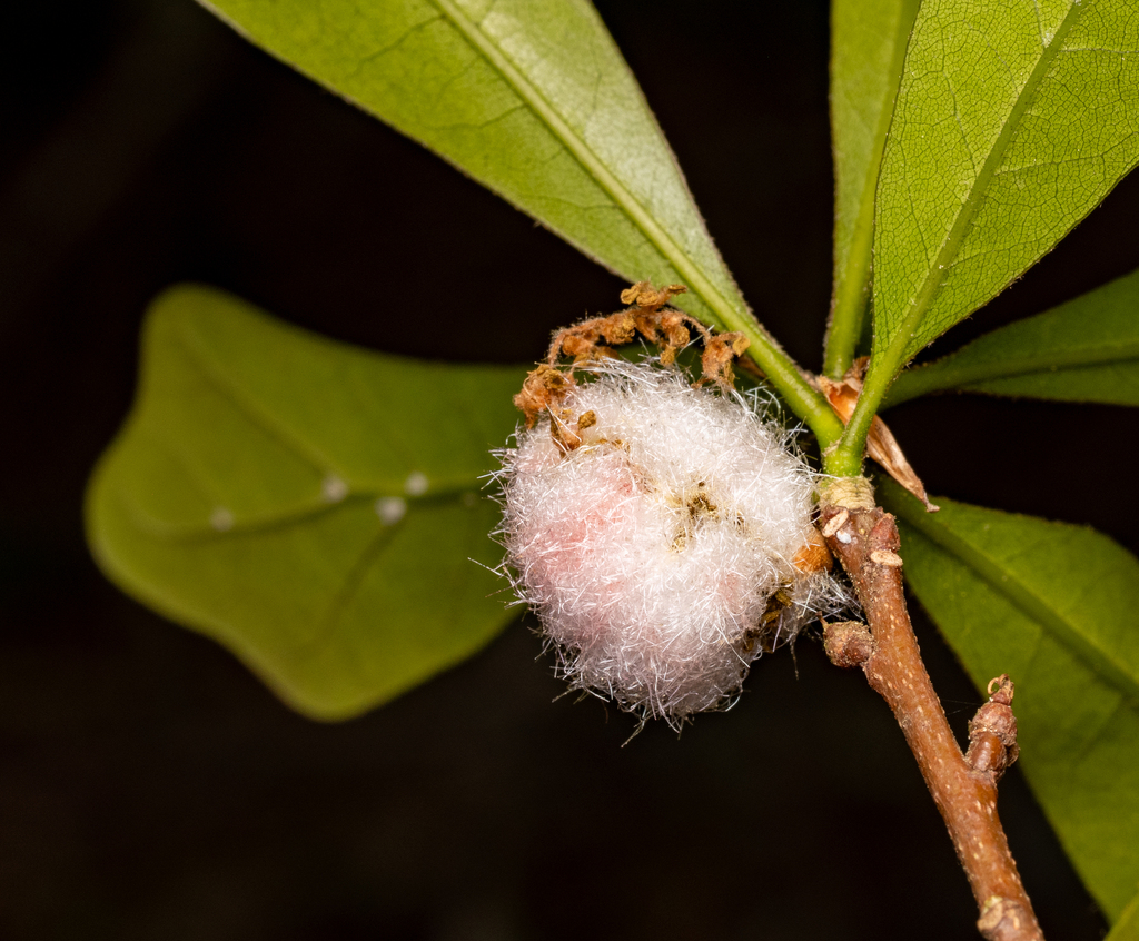 Callirhytis turnerii