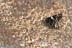 Codatractus arizonensis