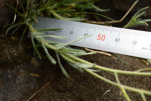 Image of Cusick Rockcress (Boechera cusickii) by no rights reserved
