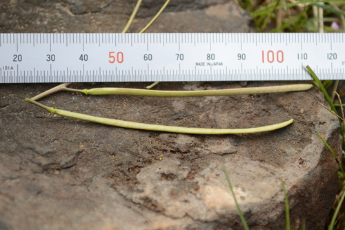 Image of Cusick Rockcress (Boechera cusickii) by no rights reserved