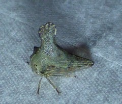 Glossonotus acuminatus