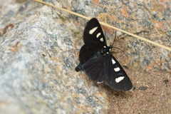 Alypiodes bimaculata