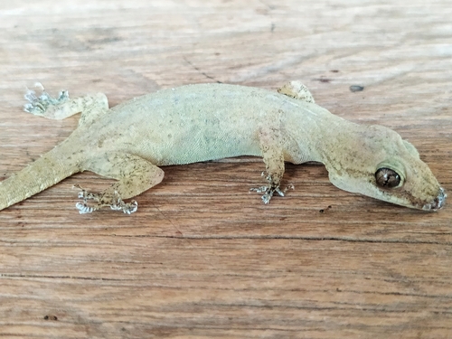 Hemidactylus frenatus