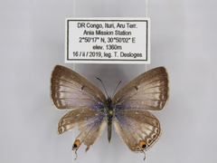 Euchrysops barkeri