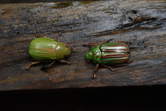 Chrysina