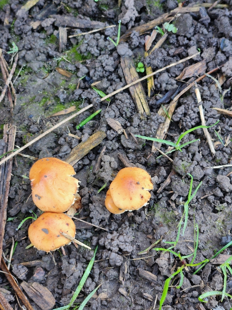 Leratiomyces ceres · April 2025 · photo: © squidney8 (iNaturalist, cc0)