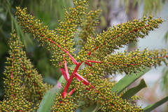 Aechmea ramosa