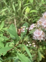 Typocerus velutinus