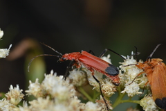 Chauliognathus lecontei
