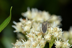 Catorhintha selector