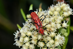Chauliognathus lecontei