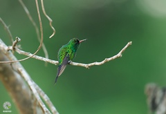 Cynanthus forficatus